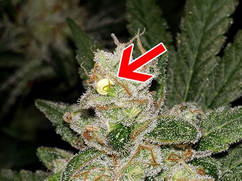 hermes weed|cannabis hermes identification guide.